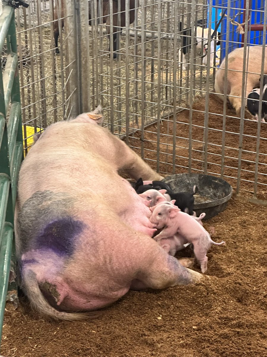 MsLayneNeuhart's tweet photo. It you can’t tell, I am in Heaven at the Mid-East CTC barn! https://t.co/09QXdhgnF6