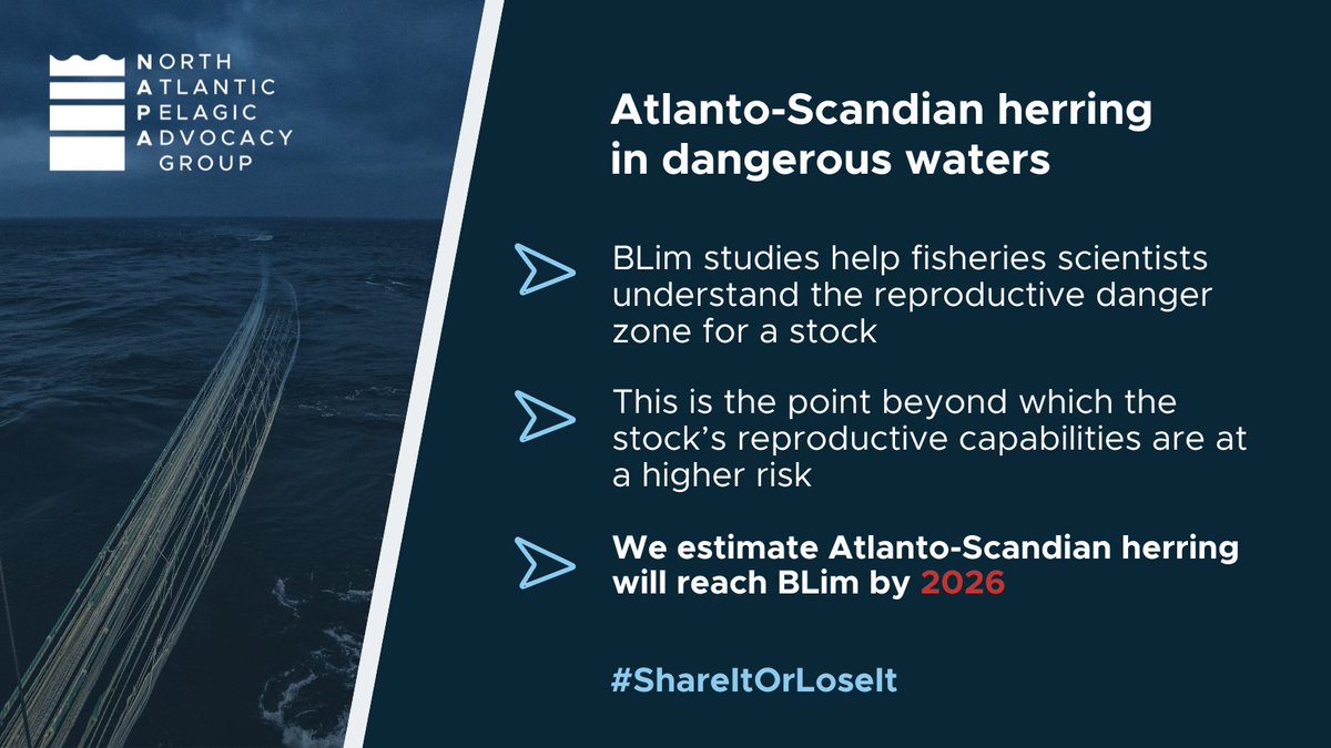 Atlanto-Scandian #herring is approaching the danger zone. New research by NAPA has revealed that by 2026, this stock could face impaired reproduction & a potential repeat of the 1960s herring collapse. #CoastalStates, will you let this happen on your watch? #ShareItOrLoseIt