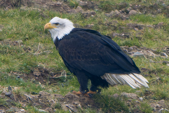 The impressive Bad Eagle (sic) at Baldwinstown, Co. Wexford on Saturday. And yes, it did have jess anklets.