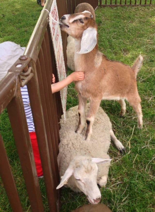 🐐 You Goat Mail 🐐 tweet media