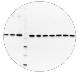 New Event Added: Free Online Western blot workshop for researchers from Australia and New Zealand dlvr.it/T3yqbL