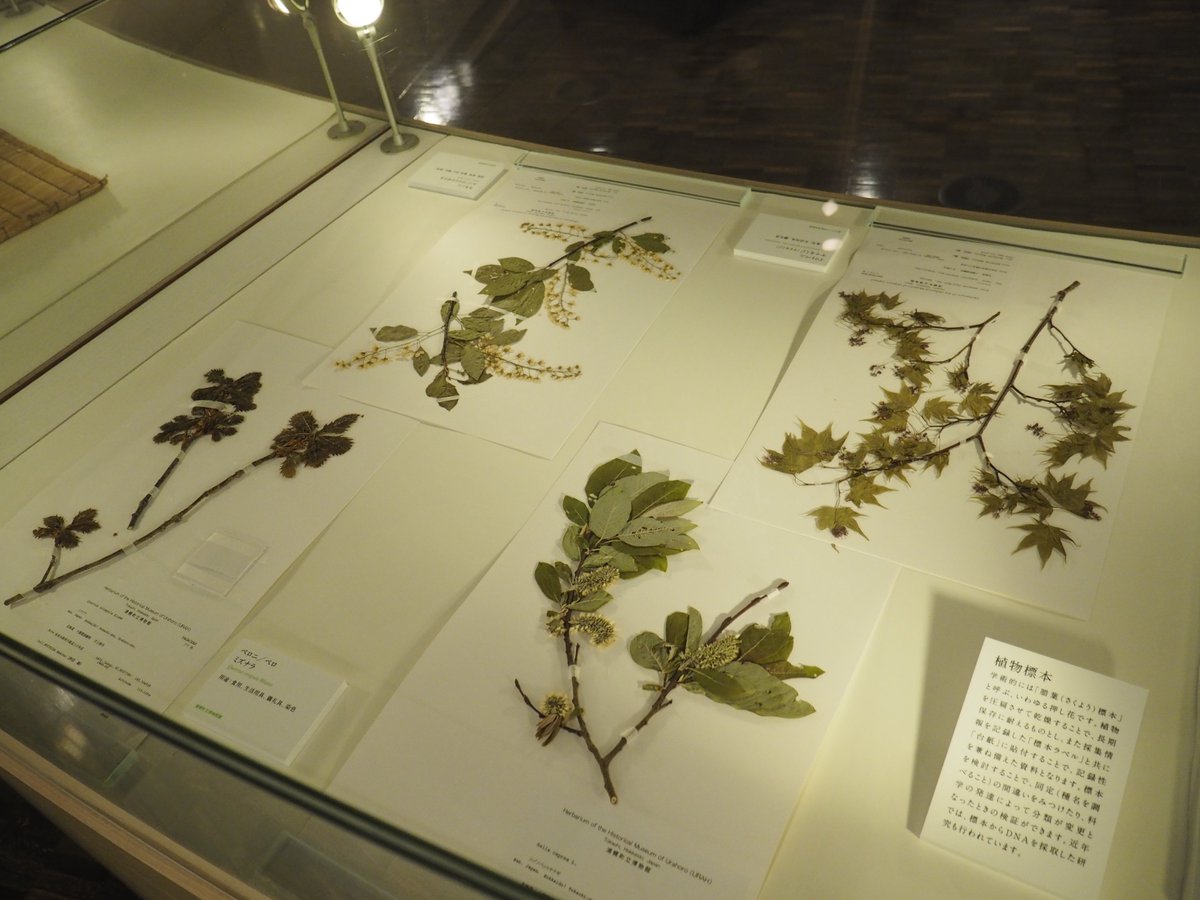 ゴールデンカムイの作中に出てきたイケマをはじめとして、アイヌと密接