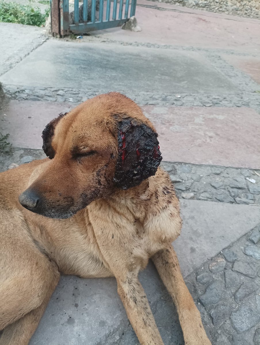 PerroUsuario's tweet photo. 🆘📢 Por favooooorrrrr @SomosNevado o quien se encuentre cerca de la zona suplicamos AYUDA para este pequeño que reportan se encuentra en las Adjuntas Kennedy bloque 11. https://t.co/XQ6oNKfNgr