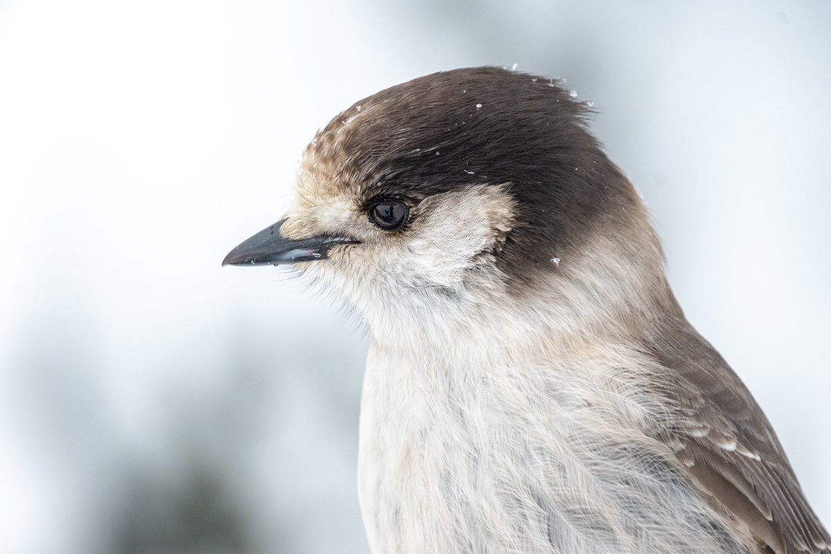 Chaney Swiney tweet media