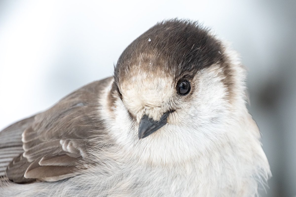 Chaney Swiney tweet media