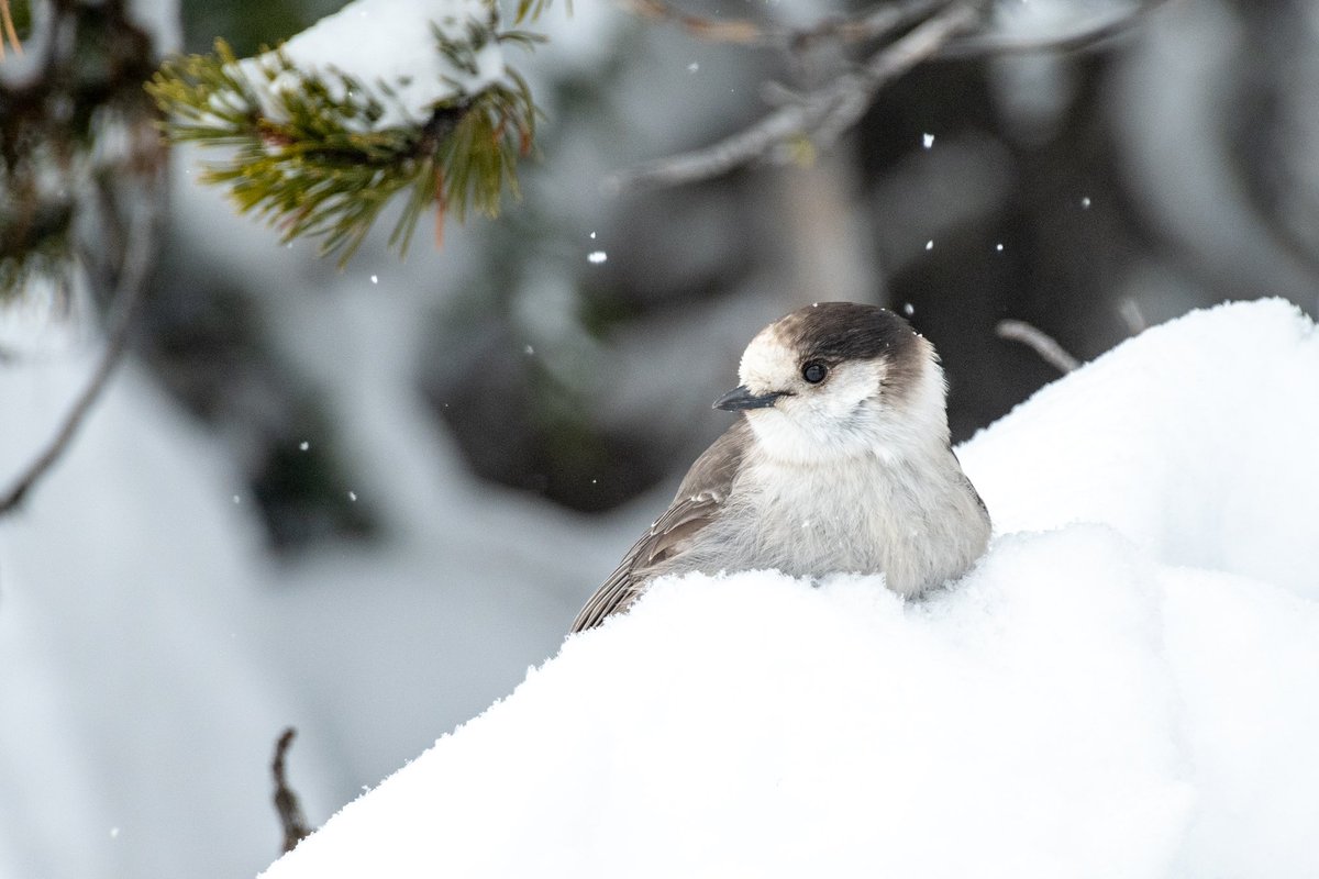 Chaney Swiney tweet media