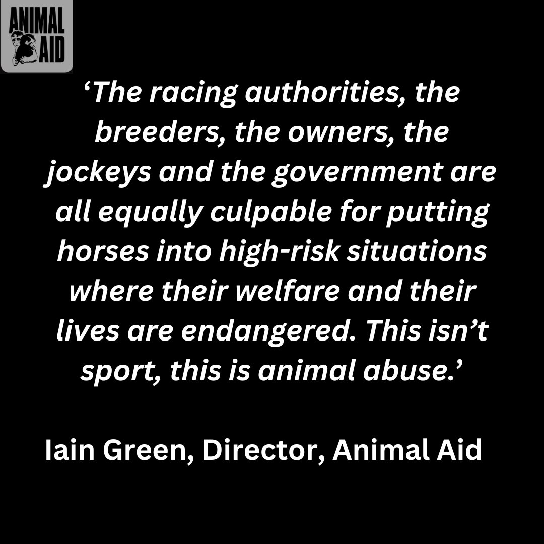 💔 R.I.P Highland Hunter (IRE), aged 11, killed on the first day of The Cheltenham Festival 12/03/24.