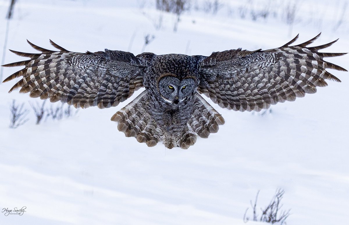 Luckily for the mice, they don’t see this coming. This would be the equivalent of a pterodactyl hunting a human. It would be a very scary 😱 situation. #owl #greatgreyowl #nature #naturephotography #wildlife #nature #canada #edmonton #beautiful #amazing