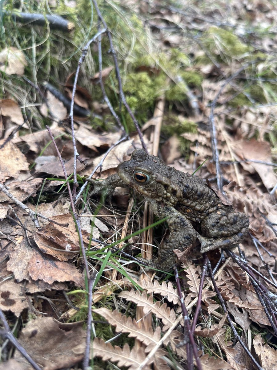 JHowieson_'s tweet photo. Yes maybe I did just use the @SUPERDTP1 Aviemore retreat as an excuse to find toads https://t.co/3eNkX5rjlr