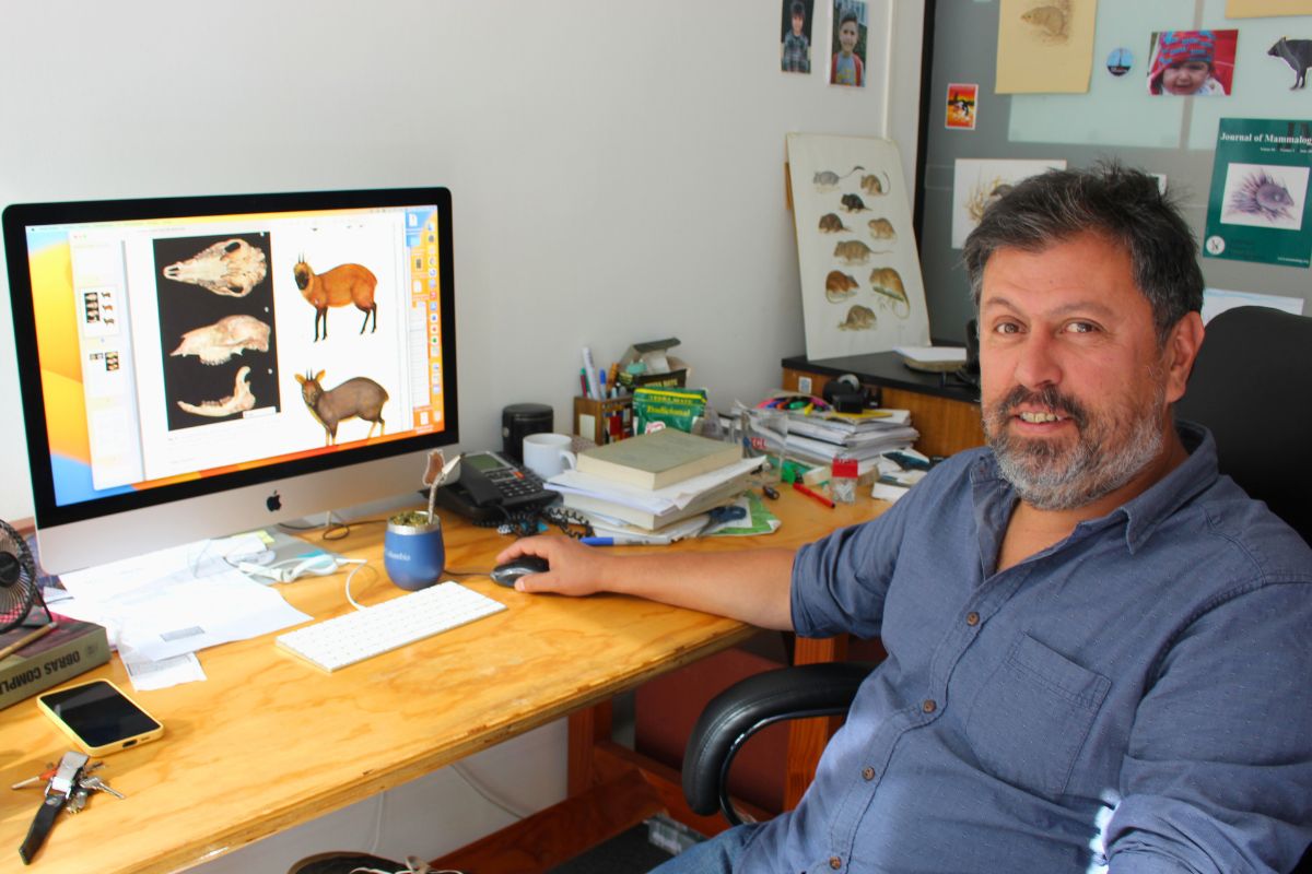 «Pudella carlae» la nueva especie de ciervo sudamericano 🦌.

El Dr. Guillermo D’Elía, académico del Doctorado en Ciencias, mención Ecología y Evolución #UACh, junto a científicos de Perú y Brasil establecieron la existencia de una nueva especie.

Leer en👉postgradociencias.uach.cl