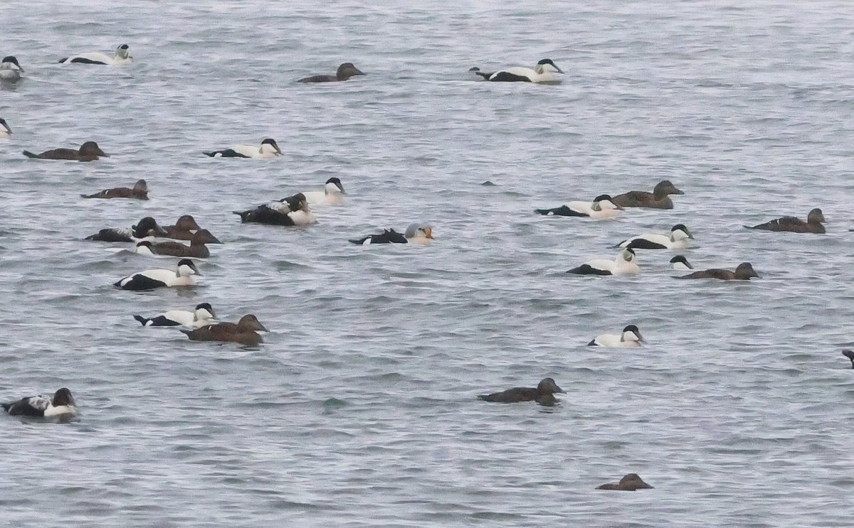ijandrews1's tweet photo. 12 Mar. Musselburgh. Male Surf Scoter (limited white of forehead), 1750 Common Scoter, 69+ Velvet Scoter, adult male King Eider, 1880 Eider, male Scaup, s/p Black Guillemot, 24 Great Crested Grebes, 96 Lesser B-b Gull, 50 Stock Dove @birdinglothian https://t.co/KPHet0Fuja