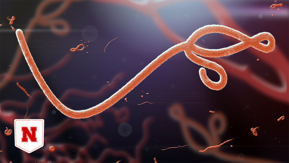 Several types of Ebola pose continuing threats - and Husker researchers in @unlsbs are developing a potential solution using bacteria. go.unl.edu/es8w @unlresearch