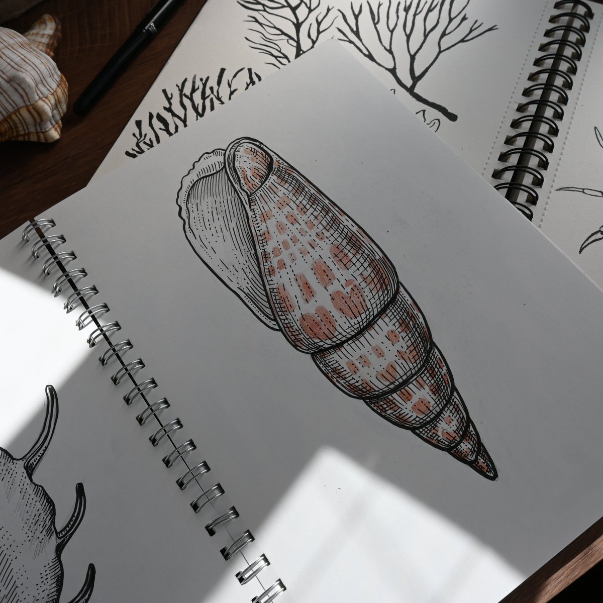 katerinamitkova's tweet photo. Here are 4 of the ink sketches for my pattern with seashells. I've drawn more in Ps :) What do you think? I really love drawing with ink and brush :) #InkSketches #SeashellArt #PatternDesign #CreativeArtwork #NatureSketches #ArtisticPatterns #InkIllustration #SeashellIllustration https://t.co/R79XNn4svE