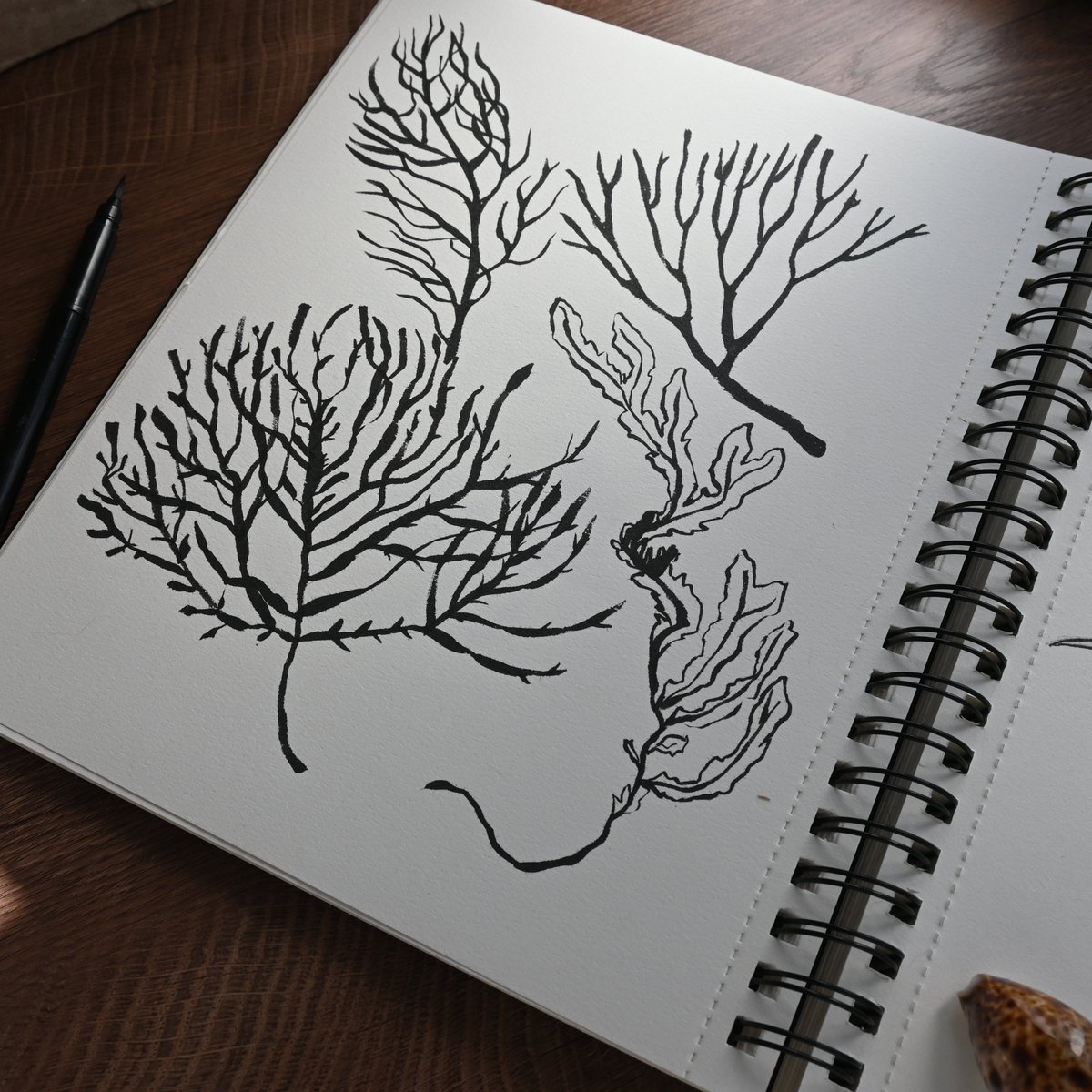 katerinamitkova's tweet photo. Here are 4 of the ink sketches for my pattern with seashells. I've drawn more in Ps :) What do you think? I really love drawing with ink and brush :) #InkSketches #SeashellArt #PatternDesign #CreativeArtwork #NatureSketches #ArtisticPatterns #InkIllustration #SeashellIllustration https://t.co/R79XNn4svE