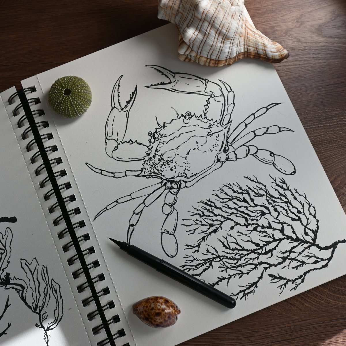 katerinamitkova's tweet photo. Here are 4 of the ink sketches for my pattern with seashells. I've drawn more in Ps :) What do you think? I really love drawing with ink and brush :) #InkSketches #SeashellArt #PatternDesign #CreativeArtwork #NatureSketches #ArtisticPatterns #InkIllustration #SeashellIllustration https://t.co/R79XNn4svE