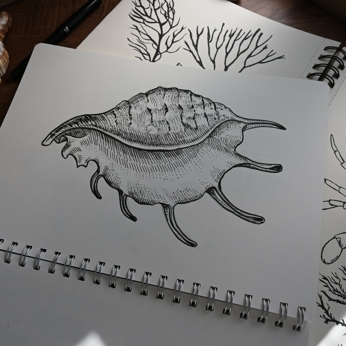 katerinamitkova's tweet photo. Here are 4 of the ink sketches for my pattern with seashells. I've drawn more in Ps :) What do you think? I really love drawing with ink and brush :) #InkSketches #SeashellArt #PatternDesign #CreativeArtwork #NatureSketches #ArtisticPatterns #InkIllustration #SeashellIllustration https://t.co/R79XNn4svE