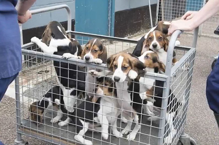 Another van has gone into MBR this morning to collect innocent puppies, just like these little sweethearts, to transport them to the Research facilities, where before they die, they will wish that they had never lived  #untileverycageisempty #freethebeagles @cbuk22  @CBUK10