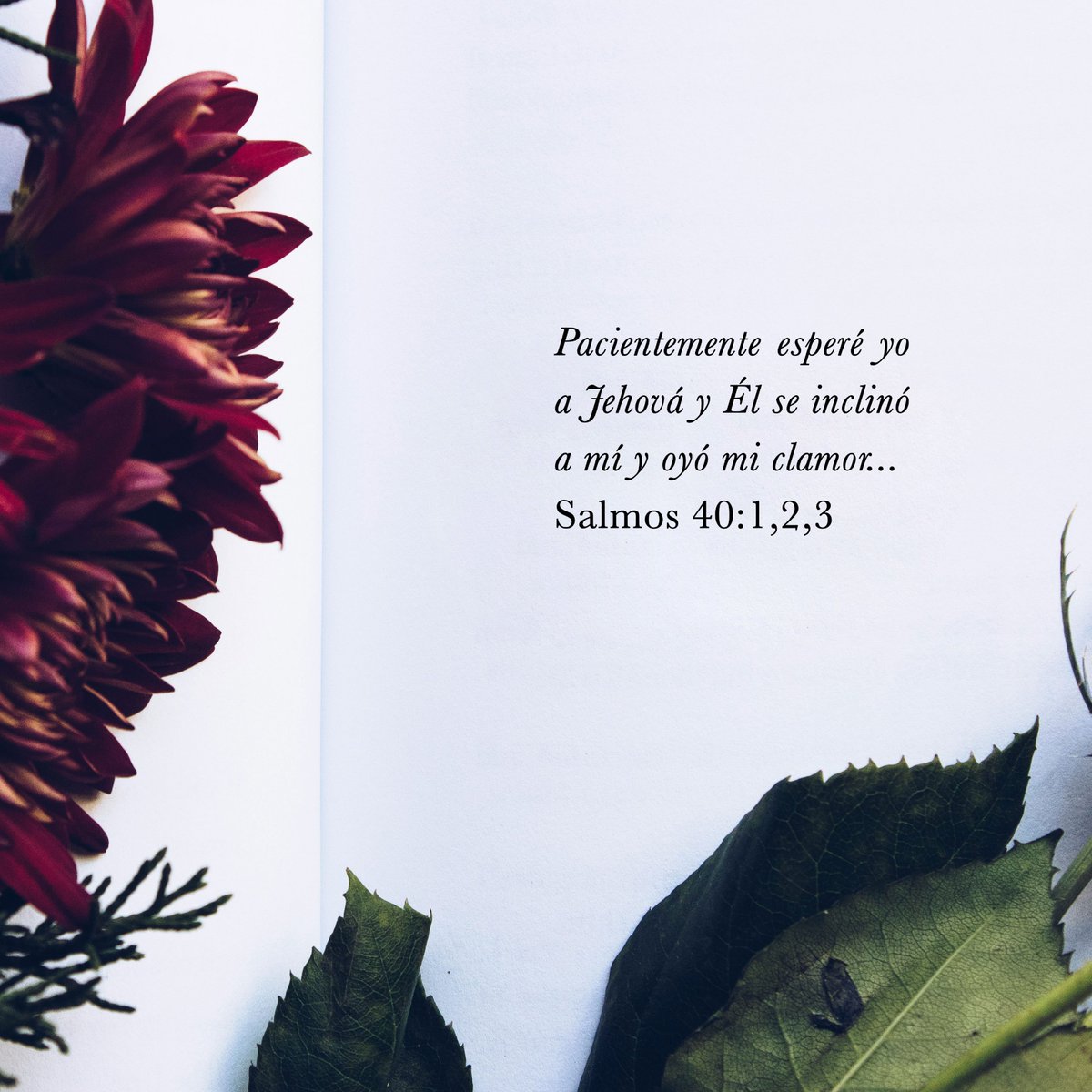 HolaPublishing's tweet photo. Palabras que encuentran vida, amor, grandeza en lo cotidiano, un poemario que nos lleva al mismo lugar, la luz. Claret Chirinos, nos regala su primer poemario, "En el camino floreció la poesía", un compendio lleno de respuestas que se nos cantan desde la reflexión y el asombro. https://t.co/u4tsK3Fcgx
