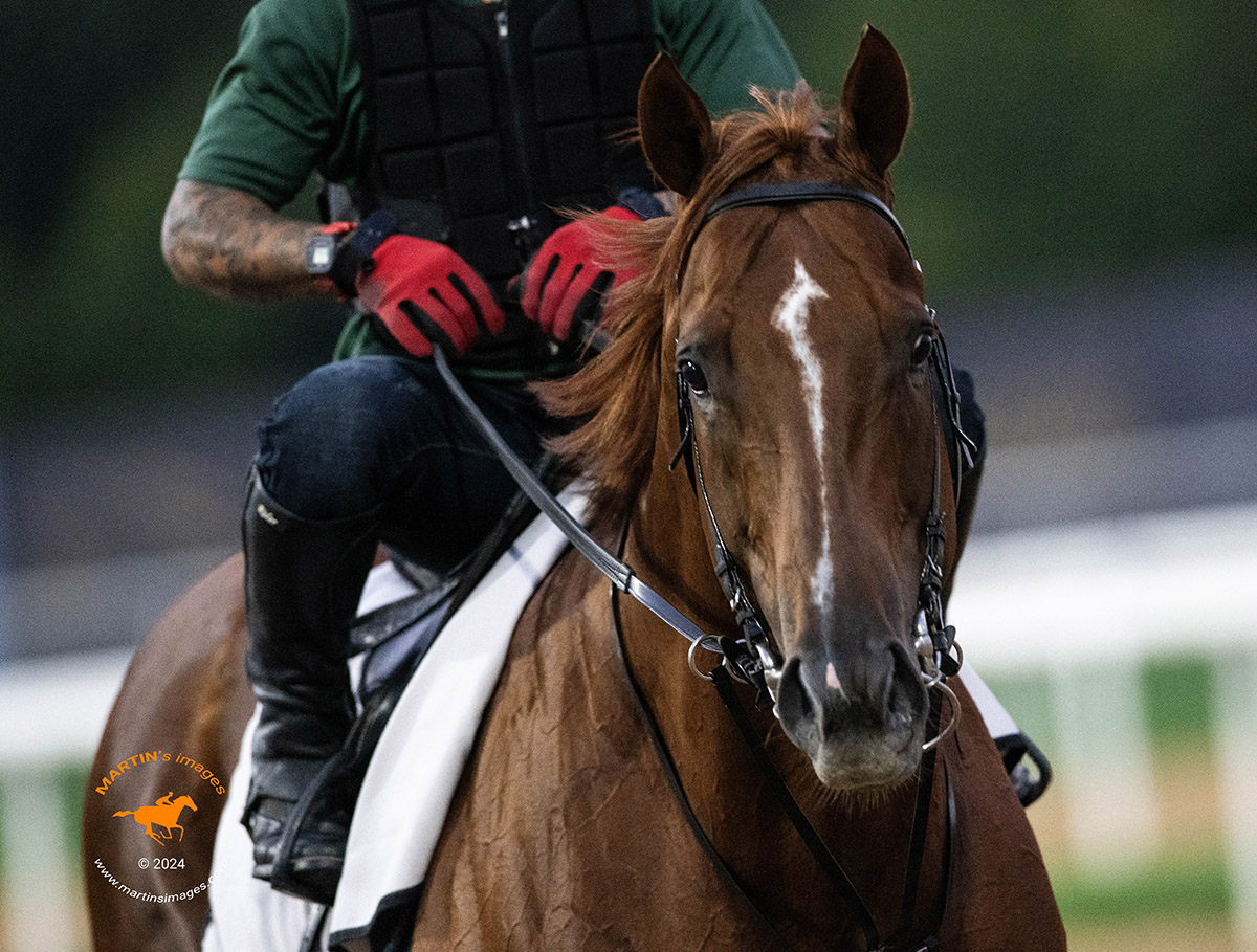 Another son of CALIFORNIA CHROME 🇺🇸, GO CHROME GO 🇦🇷, on the track this morning @RacingDubai🇦🇪 🏇#HorseRacing #sportsphotography #Nikon