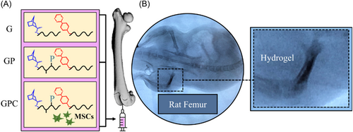HannahZlotnick's tweet photo. Osteoporosis is the most common chronic metabolic bone disease.

@TheVegaLab recently developed BMP-2 peptide-functionalized hydrogels carrying MSCs to induce targeted bone formation, reducing the risk of osteoporotic fracture.

#ORSSMC @JOrthopRes Link: https://t.co/tgMelZpC6s https://t.co/unGe2UIzJA