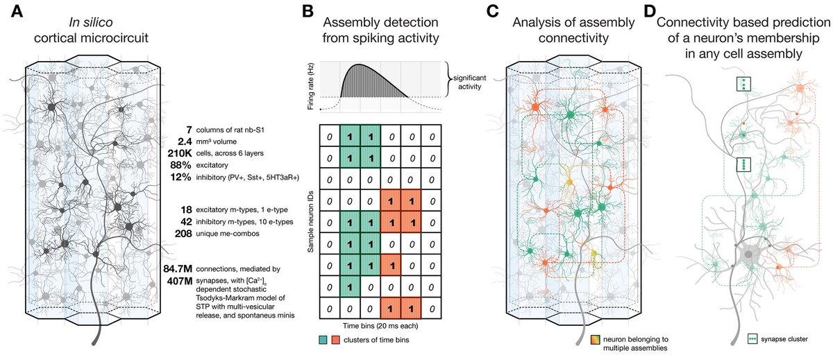 EPFL Blue Brain Project tweet media