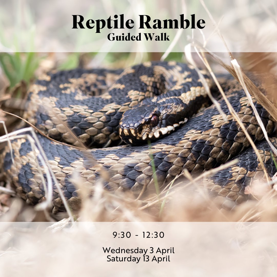 Join our reptile experts as they search for some of our more elusive residents 🐍. You’ll visit known Adder basking spots and check typical hiding places for Grass Snakes, Slow Worms and Common Lizards 🤩. Book your place 👉 tinyurl.com/MinsmereReptil…