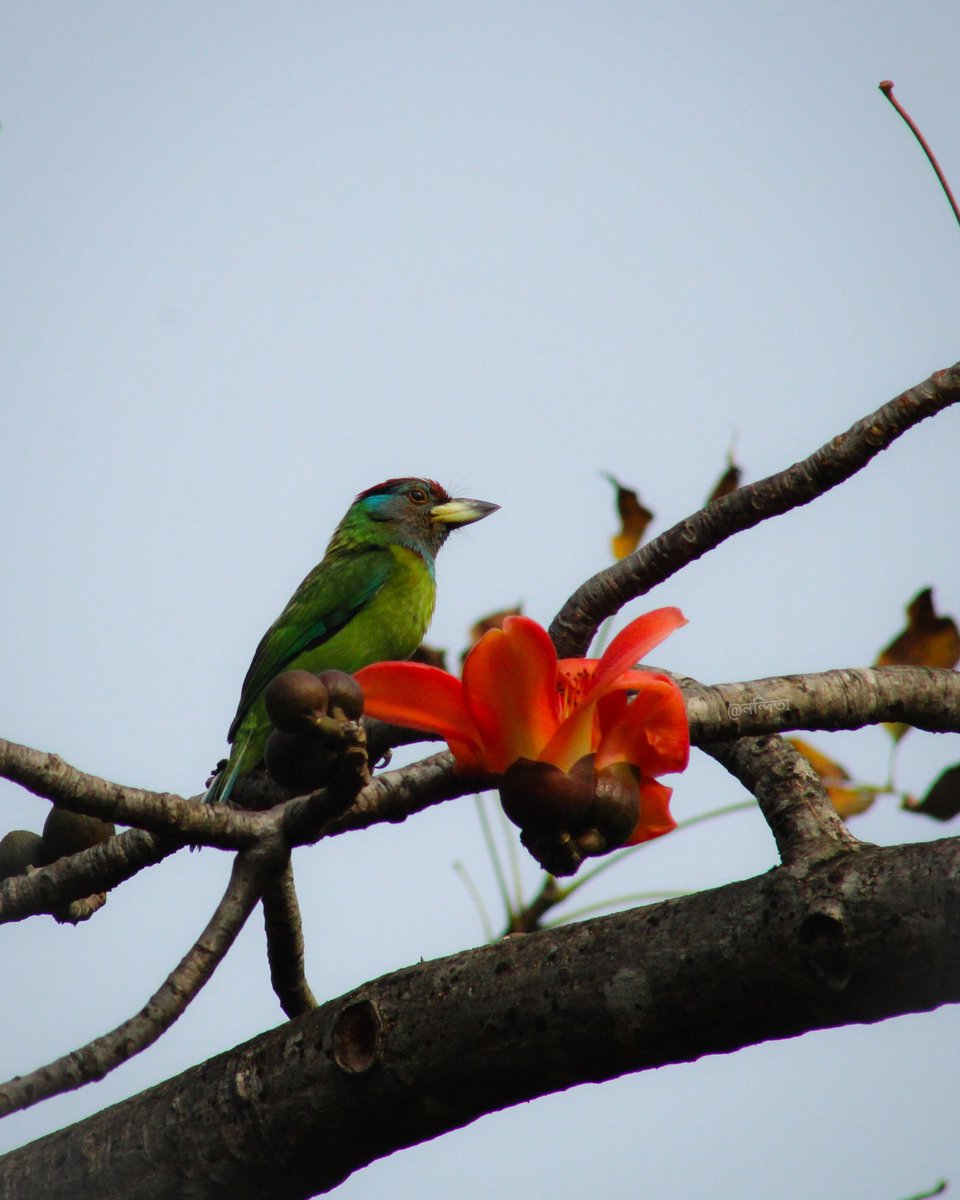 Copper Smith Berbet
#bird #birds #birdwatching #birdphotography #birdphotography #asianbirds