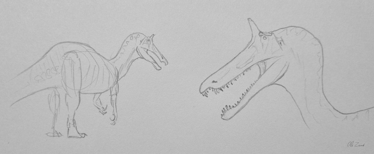 Suchomimus of the Ténéré Some anatomy and perspective studies