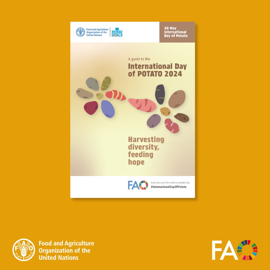 This 30th May will be the first-ever #InternationalDayOfPotato! Do you want to learn more about this staple food regularly consumed by over 1️⃣ billion people? 🥔 📗 Download @FAO's new guide here 👉 ow.ly/cy4K50QPVMv