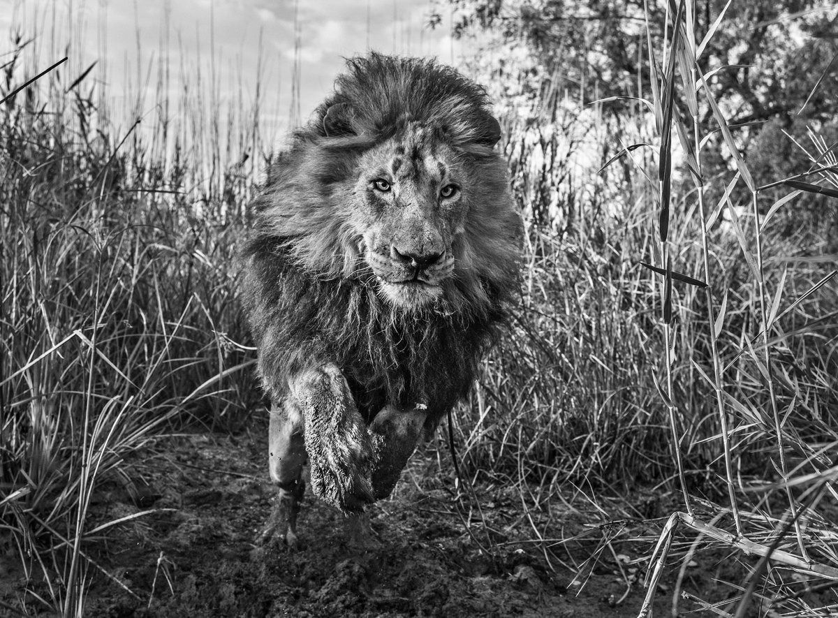 Great to be back in New York and looking forward to meeting donors and supporters this week - starting with tonight’s special dinner in aid of @tusk_org being given by @David_Yarrow and @Sorrel_Sky to mark the launch of David’s latest collection of extraordinary photographs.
