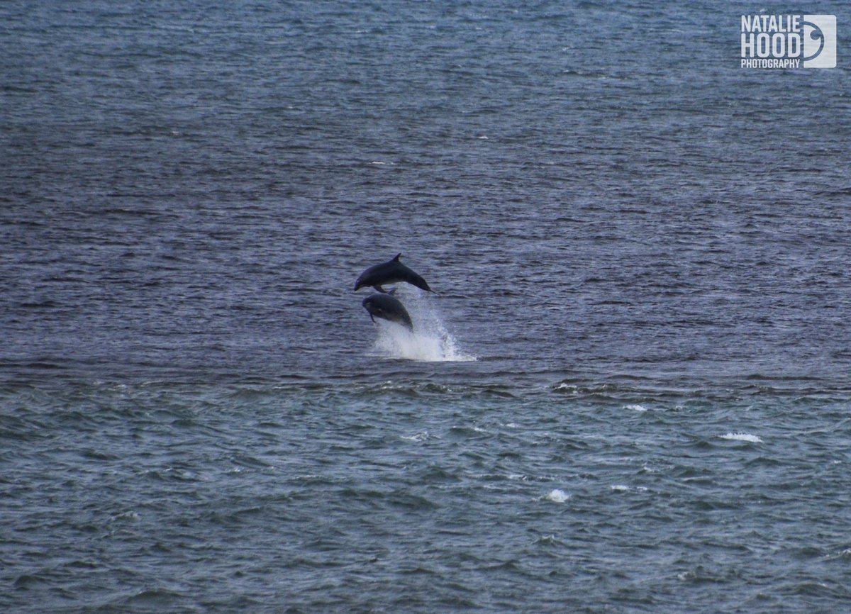 NatalieAHood's tweet photo. The dolphins in #Aberdeen are having a rare old time today 🐬 
#DolphinsABDN ❤️ https://t.co/ffpLjLu3ah