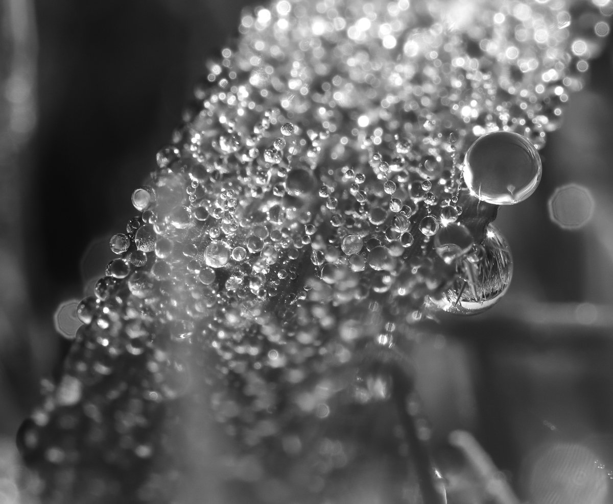 Beyond_Photog's tweet photo. Check out new work on my @Behance profile: ""Monochrome Meadows: Capturing Water's Dance"" https://t.co/tMy52UFf8l https://t.co/eP0gpR9QlT
