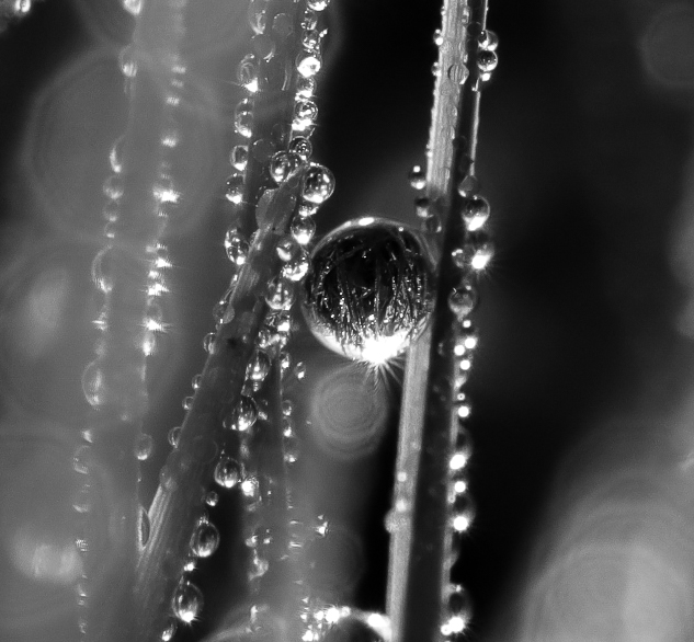 Beyond_Photog's tweet photo. Check out new work on my @Behance profile: ""Monochrome Meadows: Capturing Water's Dance"" https://t.co/tMy52UFf8l https://t.co/eP0gpR9QlT