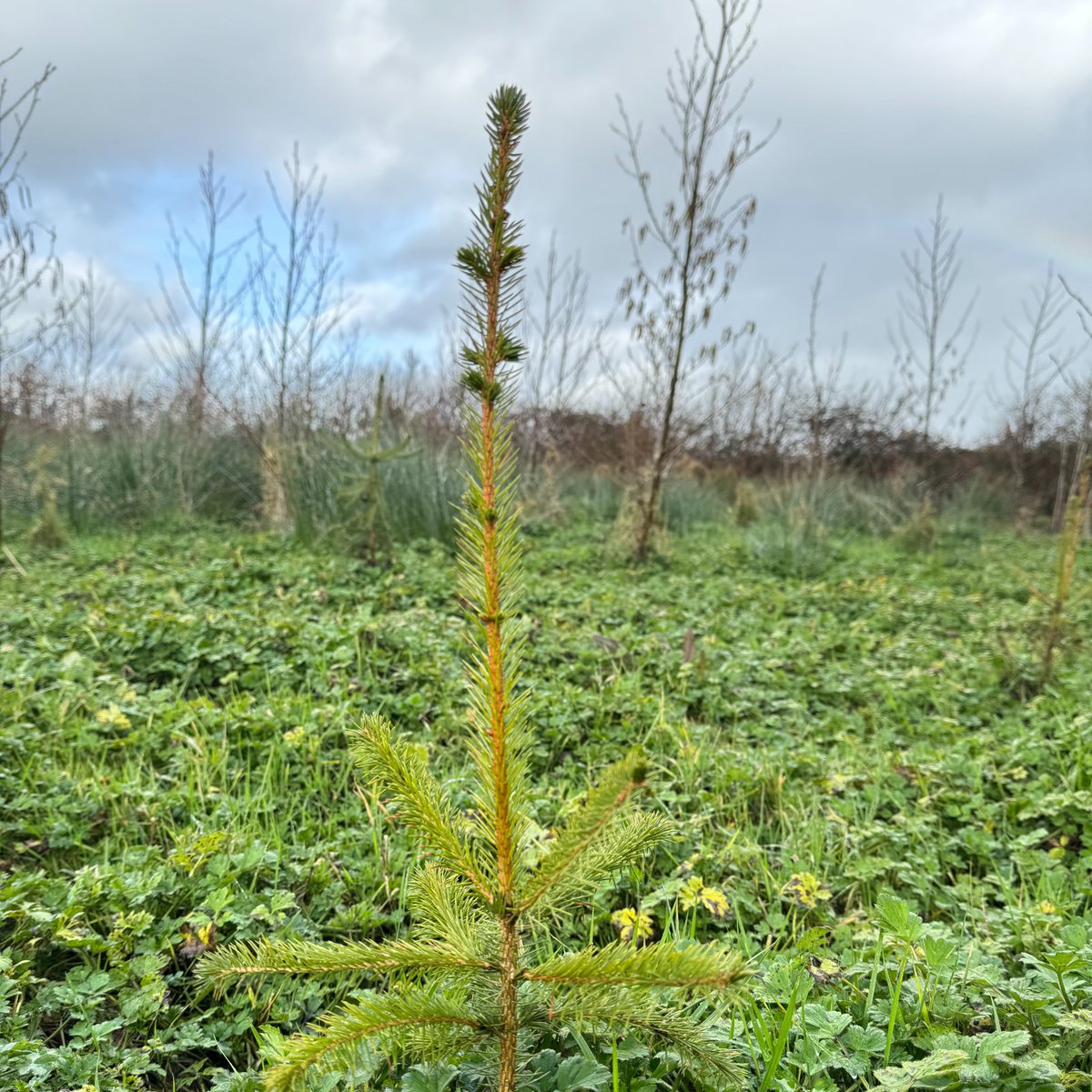 Last week, our Co. Limerick woodland amazed us! Adler trees grew from 7/8 to nearly 12 feet since January🌱🌳 Warmer weather sparked tree blooms, boosting shelter and food for biodiversity🌲 Join us in making a difference: info@woodlandcoffee.ie ☕️🌲