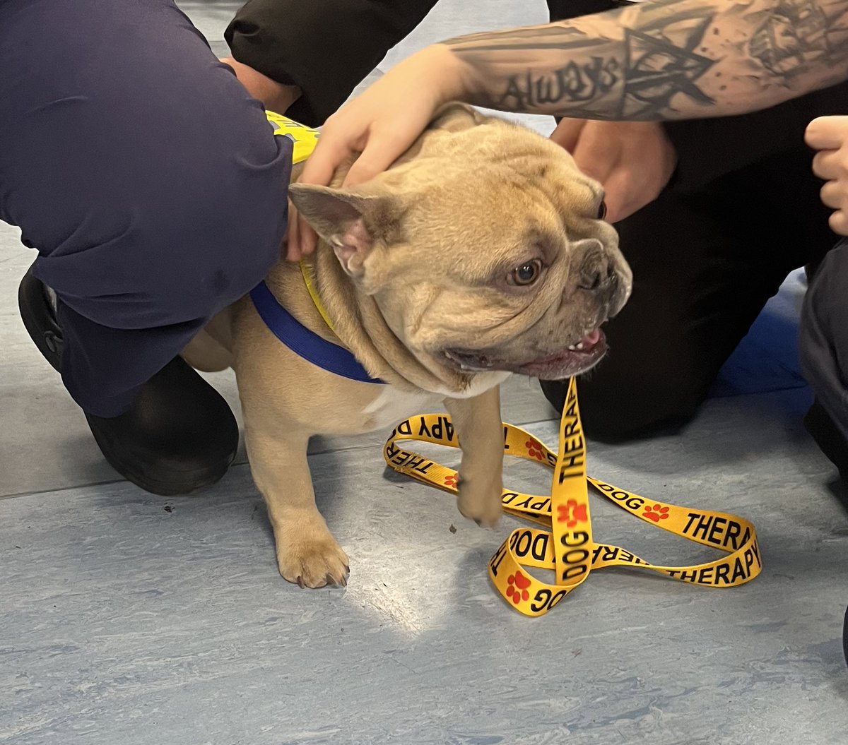 Staff and patients in ED today enjoyed a visit and little morale boost from one of our lovely volunteers Keith and Jake, his recently qualified therapy dog 🥰🐾