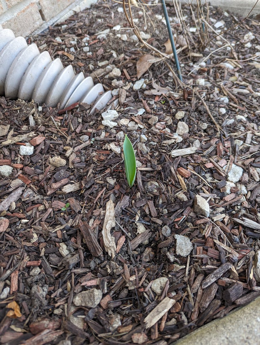 ohxchrissy's tweet photo. I bought tulip bulbs on @woot a few years ago and only one came up. It's getting bigger every year but maybe I'll have a single tulip in 3-4 years. https://t.co/vbfLEIVBNI