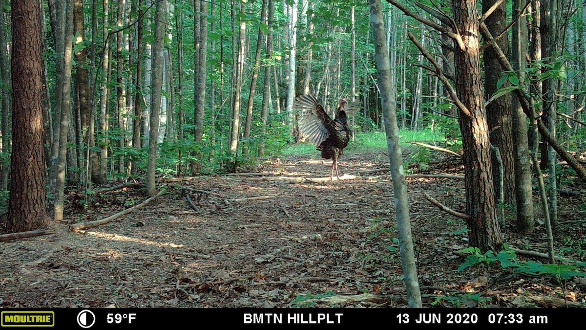 Moultrie Products tweet media