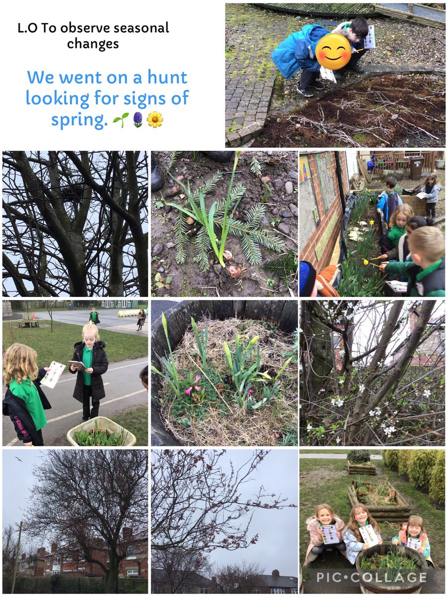 Today in Science class 3 have been on a hunt looking for signs of spring. We discussed what is different in spring time compared to winter. We observed that flowers are starting to grow, leaves are starting to grow on trees and the weather is changing.