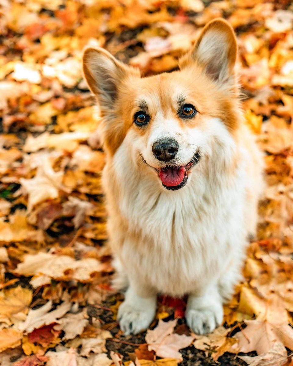 Corgi lover community (@jaredkhall51384) on Twitter photo 
