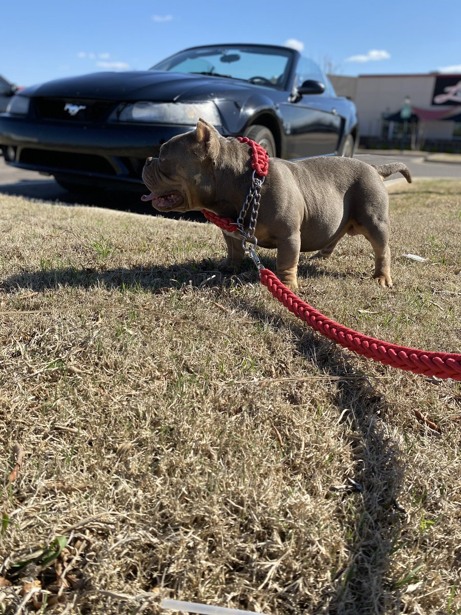 Hardest bully across the Oklahoma state line 😈