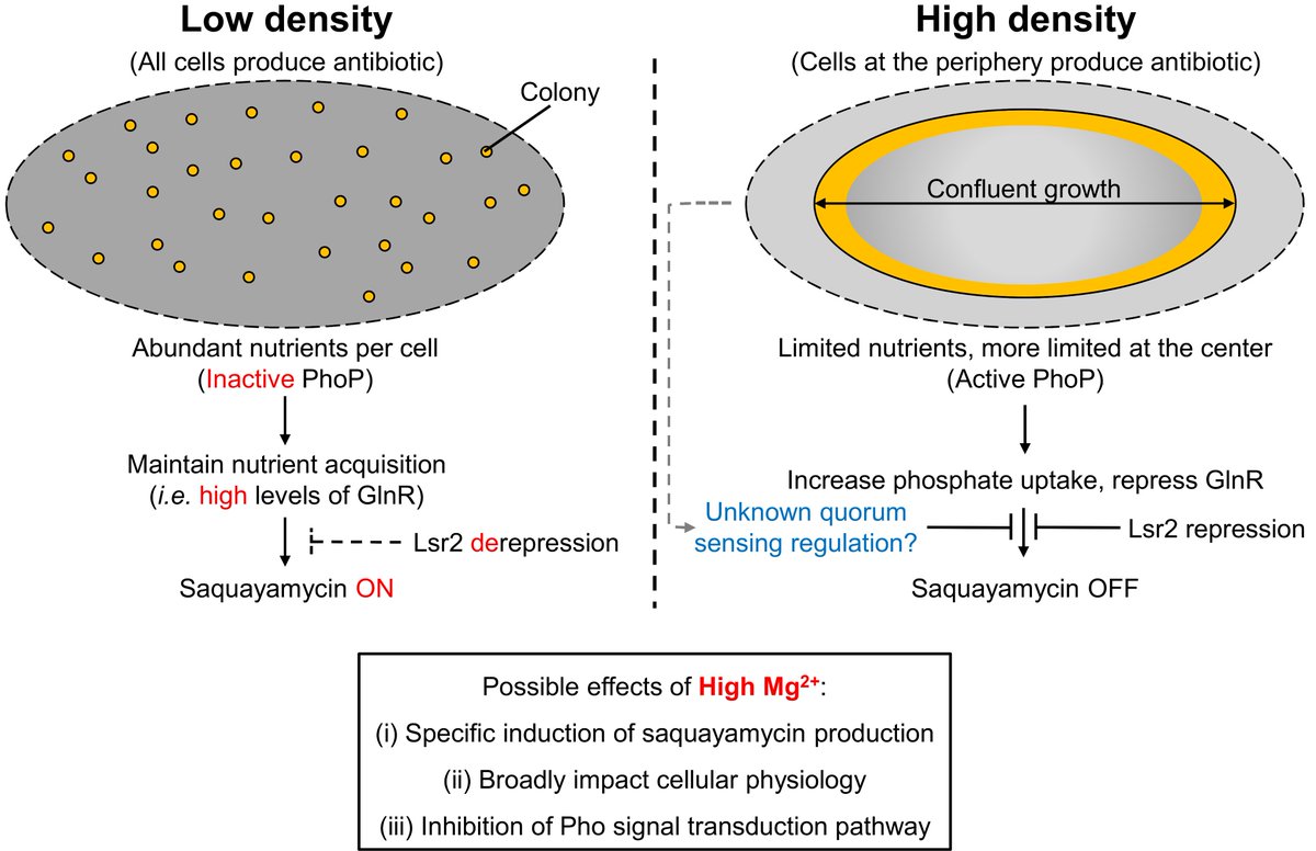 Multifactorial genetic control and magnesium levels govern the production of a Streptomyces antibiotic with unusual cell density dependence @mSystemsJ by Hindra ­ and Marie A. Elliot journals.asm.org/doi/10.1128/ms…