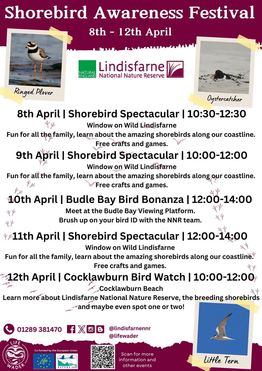 Counting down to the Shorebird Awareness Festival. ⁦@NE_Northumbria⁩ ⁦@LifeWader⁩ #shorebirds