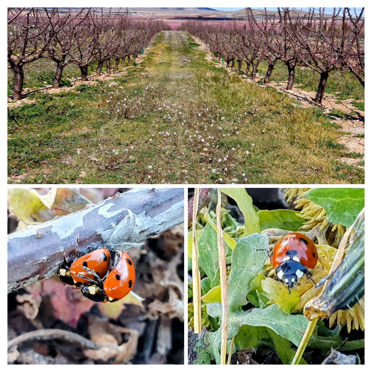 En esta parcela,  donde no se está machacando la hierba para respetar las flores, aparte de tener bien de alimento para los #sírfidos,  hay una gran cantidad de #mariquitas . ¡Que tiemblen los #pulgones! #GIP #ATRIA #Ricla #cerezo #coccinella