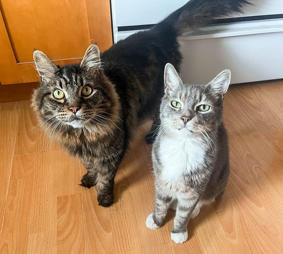 PeterAskin1's tweet photo. Did I see these oldies in a dream
or post them before as it would seem?
"Oskar" & "McCrae" want an adoption day
& together if you may!
If you live in #OaklandCA or not far away
give them a home what do you say?
For pledges there is no need
just a loving home as your good deed! 
😺👏💞👍
https://t.co/bSv8n1qO5m

@JLthekid9999 @MolBio_Cat