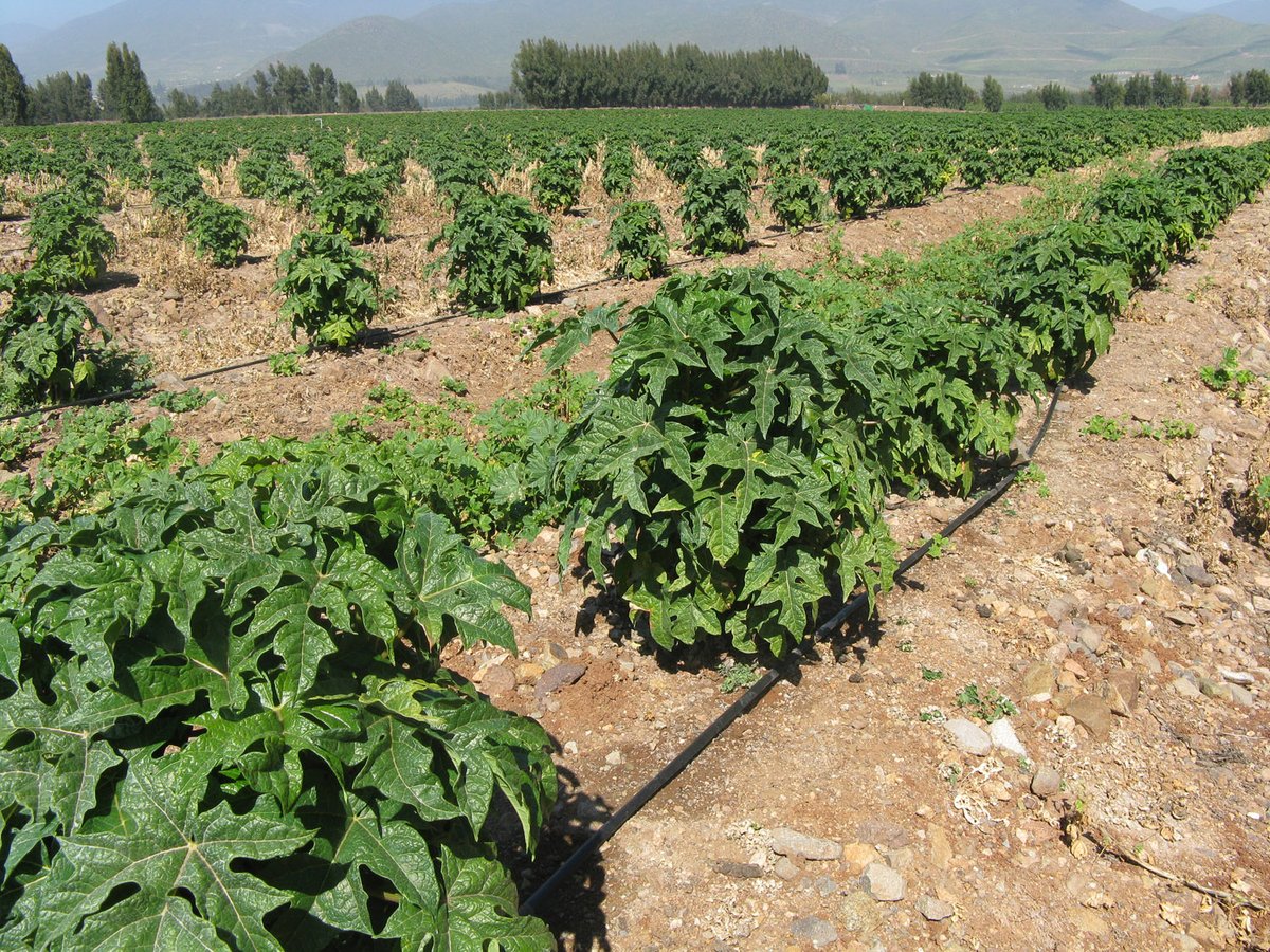 CONVOCATORIA PARA AGRICULTORES DEL NORTE CHICO. La Comisión Nacional de Riego (CNR) anunció que está abierta la convocatoria al Primer Concurso de 2024 de tecnificación para riego en las regiones del Norte Chico.
radioagricultura.cl/podcast/gestio…