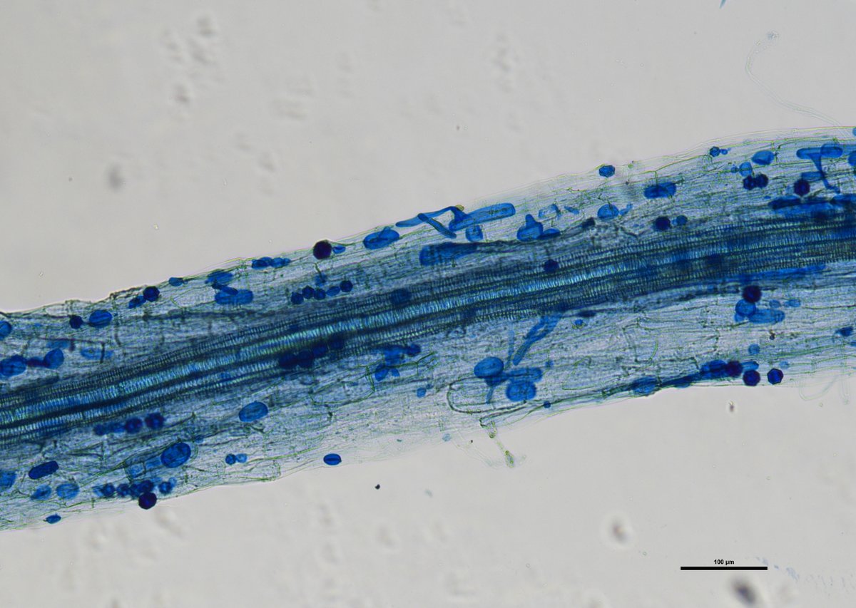 @SidneySturmer @tanya_cheeke @BalaChaudhary @JacobHopkinsOSU @fungal_hay @PlantsAndFungi The roots above are both Sorghum. Below is another sample of the same inocula on carrot roots. Perhaps another structure, the blue oval with the flag that sticks out of the root. ? @DvRiD8f52XatGLr @CamilleDelavaux @JanJansa8 @colinaverill