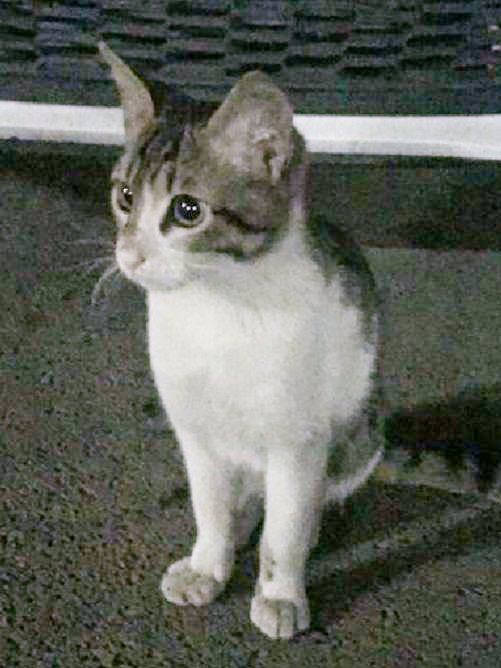 #ibrahimkeloğlanTUTUKLANSIN 
#erosiçinadalet