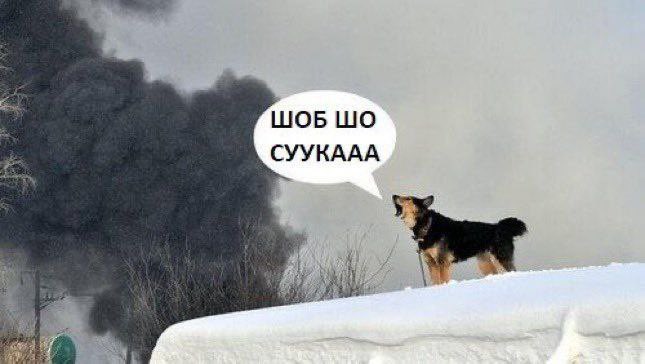 moro 2.0✨️🇺🇦 tweet media