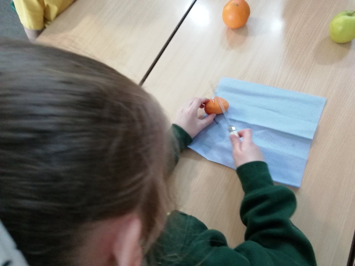 Year2OMG's tweet photo. We kicked off Science week today by dissecting fruit to find out where seeds come from! We discovered seeds come in all shapes and sizes! https://t.co/g1WF7AOhtH