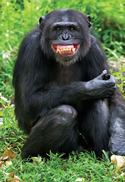 APE coin #SOLANA tweet media